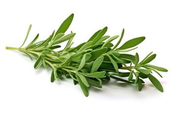 Herbs plant leaf white background.