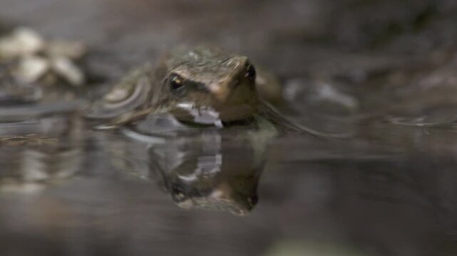 young frog peeking halfway out of water at pond edge