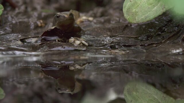 young frog sitting in mud facing the camera