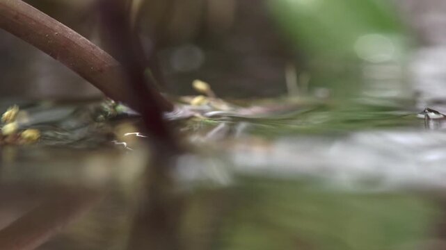 young frog peeking halfway out of water at pond edge