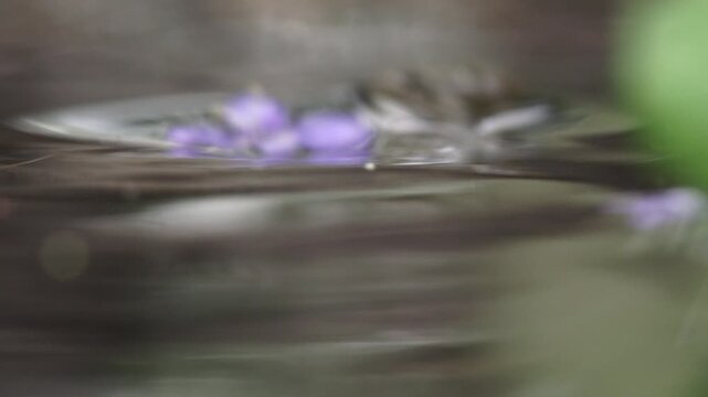 young frog peeking halfway out of water at pond edge