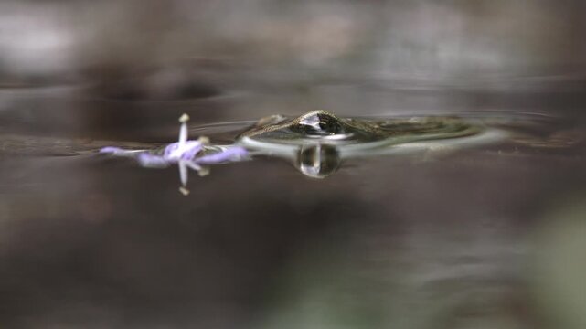 young frog peeking halfway out of water at pond edge