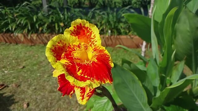 Rosary flower or Bunga Tasbih is the Latin name for Canna lily. This plant is usually used as an ornamental plant in yards and parks. Canna Lily Video
