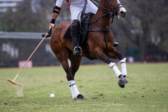 Talented polo players in full-gallop matches&mdash;both young and old&mdash;demonstrating their skill atop magnificent horses.