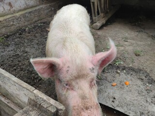 Big pig on the farm. Happy pigs on pig farm © Otar