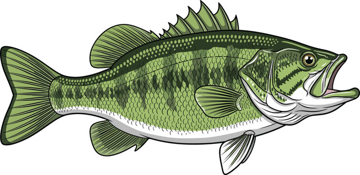 Detailed illustration of largemouth bass fish with open mouth, textured scales, fins, and spiny dorsal fin profile view