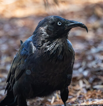 An Australian Raven (corvus coronoides) with a badly curved and malformed beak, probably due to Avian Keratin Disorder (AKD)