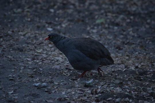 Francolin
