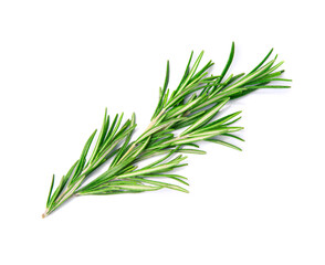Obraz premium Twig of rosemary