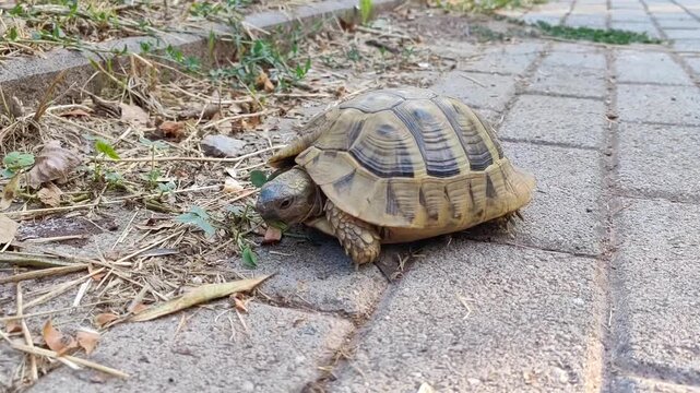 Turtle eating grass, on the pavement floor