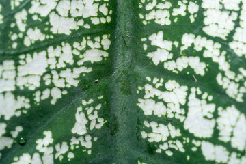 Obraz premium Extreme close up of a tropical plant leaf showing detailed white spots and veins. Natural organic pattern for background and texture design.