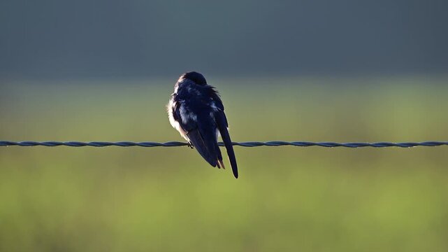 Barn swallow perched on fence wire preening its feathers