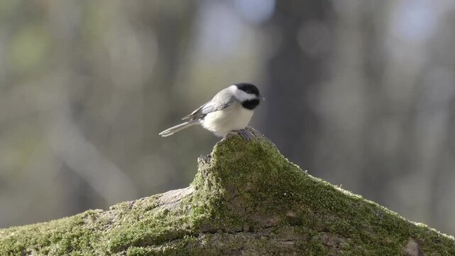 Carolina Chickadee finding food in moss covered log in North Carolina woods