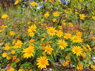 Obraz premium field of yellow flowers