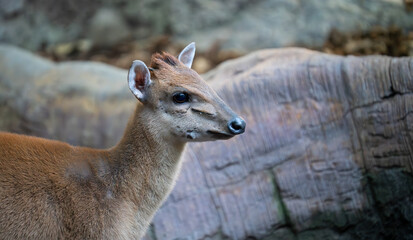 Alert barking deer standing against rocky background