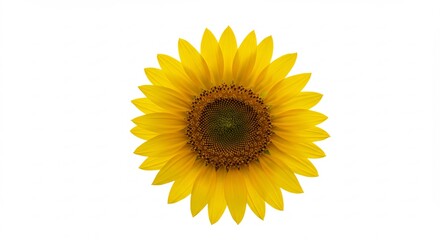 Fototapeta premium 澄み切った光が当たる純粋な白い背景で鮮やかなひまわりが力強く咲き誇り夏の明るくポジティブなエネルギーを表現する. AI Generated