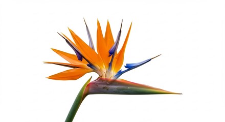純粋な白い背景に鮮やかに咲くオレンジと青の極楽鳥花が明るい自然光を受け優雅でエキゾチックな南国の美しさを際立たせる. AI Generated