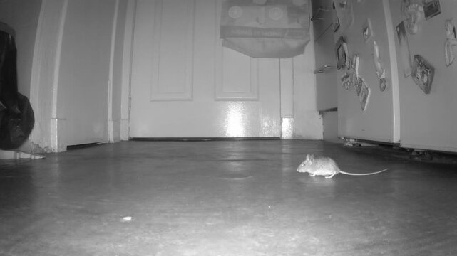 A mouse has a nosey and then runs back underneath the fridge.