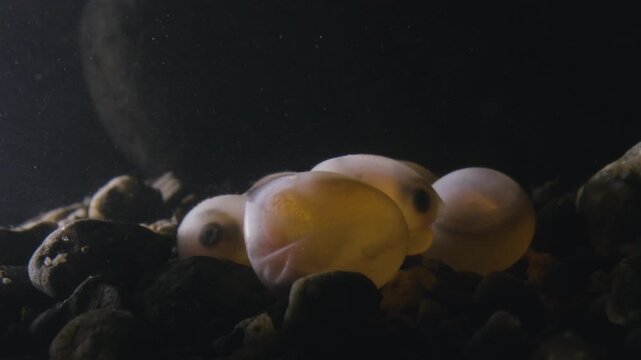 Fish embryo hatching from its egg.