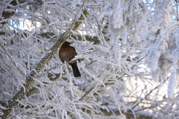 Fototapeta premium Common Blackbird perched on a frosty tree branch at winter.