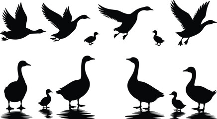 goose silhouette, gosling illustration, flying birds, water reflection, black and white, nature sketch, bird vector, wildlife scene, bird formation, silhouette  © MdJahid