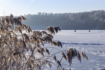 Fototapeta premium Reeds over a frozen lake on a sunny winter day. Poland