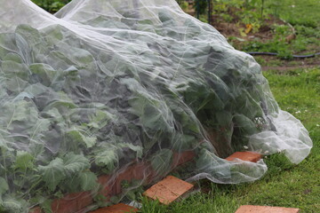 Obraz premium A fine-mesh net on a bed of brassica vegetables protects it from insect pests.