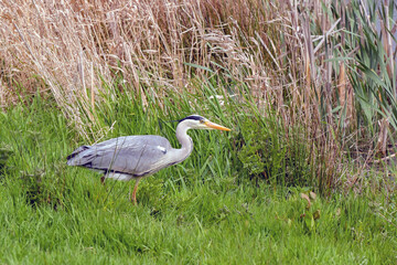Fototapeta premium Grery heron standing on tne banks of a lake.