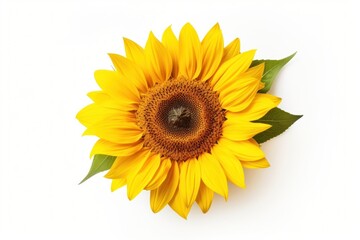 Obraz premium Sunflower plant white background inflorescence.