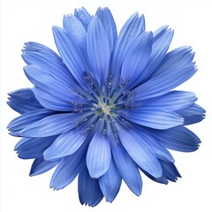 Obraz premium A detailed close up of a vibrant blue flower with symmetrically arranged petals isolated on a white background. Generative AI.