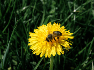 Honey bee collecting pollen on a bright yellow dandelion flower in green grass