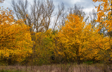 beautiful landscape of autumn forest with bright yellow leaves on trees, cloudy weather