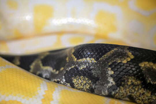 Indian python (Python molurus) macro portrait