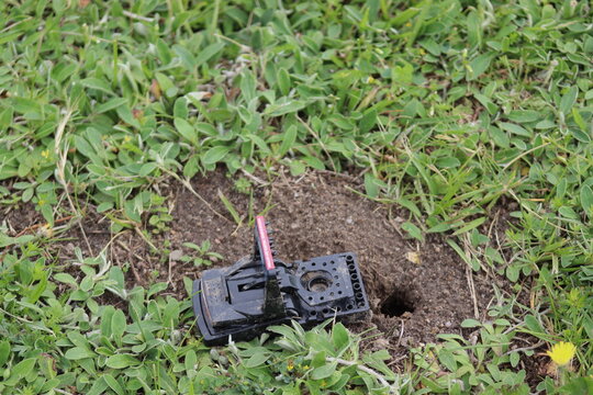 A plastic mouse trap stands on a garden bed, a trap for rodents, voles, and pests.