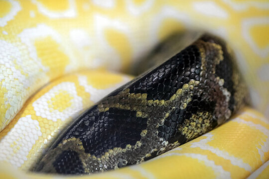 Indian python (Python molurus) macro