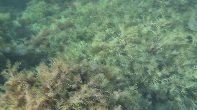 Underwater marine reef, fish swimming through vibrant green and brown algae in clear ocean water