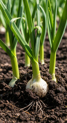 Obraz premium Fresh garlic bulb with green shoots growing in rich garden soil. Organic vegetable cultivation and farming concept. Homegrown produce in a kitchen garden