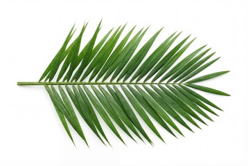 Obraz premium Vibrant green date palm frond isolated on white background for tropical nature and summer concepts