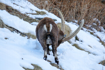 Stambecco di spalle nel Parco Nazionale del Gran Paradiso, Lillaz, Val d'Aosta.