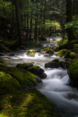 Fototapeta premium 灯日