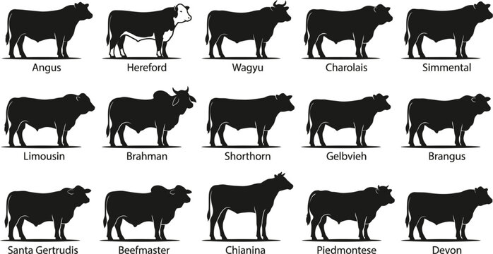 Beef Cattle Breeds Silhouette Vector Set