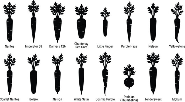 Carrot Varieties Silhouette Vector Set &ndash; Nantes Imperator 58 Danvers 126 Chantenay Red Core Little Finger Scarlet Nantes Bolero Nelson Purple Haze Yellowstone White Satin Cosmic Purple Parisian (Thumb