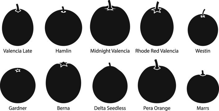 Juice Orange Varieties Silhouette Vector Set &ndash; Valencia Late Hamlin Midnight Valencia Rhode Red Valencia Westin Gardner Berna Delta Seedless Pera Marrs

