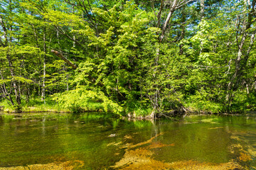 日本の風景・初夏　長野　新緑の上高地　田代池