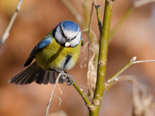 La m&eacute;sange bleue