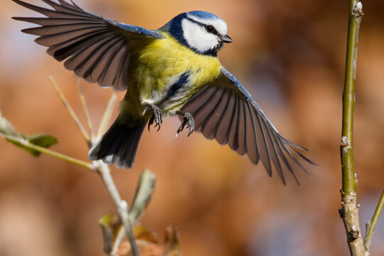 La m&eacute;sange bleue