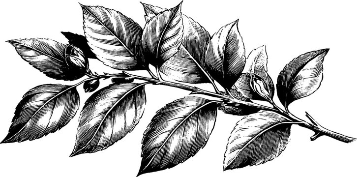 Vintage botanical illustration of a 19th century poplar branch with leaves