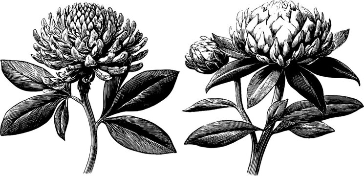 Red clover wildflower botanical art from 19th century engraving for vintage design and decor