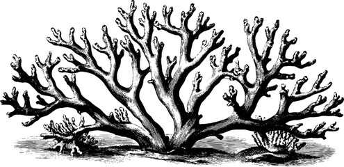 Obraz premium Vintage sea fan coral botanical engraving from the 19th century for design and decor