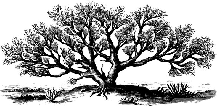 Vintage botanical illustration of sea fan coral - 19th century engraving for retro design